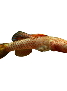 星条旗吻虾虎鱼神农原生冷水蝦虎魚高帆彩旗淡水鱼类星条吻活体鱼