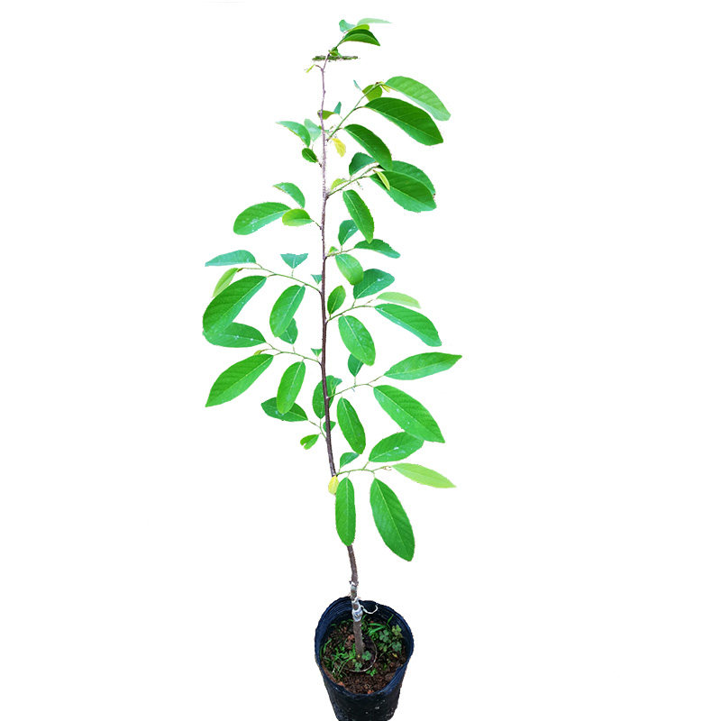 台湾凤梨释迦苗果树苗白肉嫁接苗番荔枝佛陀果树果苗南方种植特大