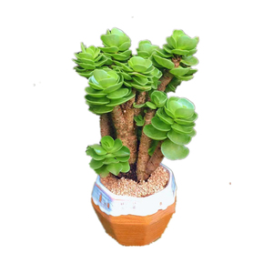 多肉植物金钱木大老桩【金钱木老桩 陶瓷花盆 营养土】带盆栽好发