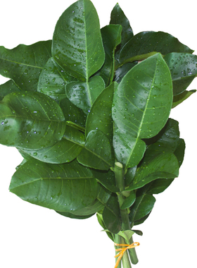 新鲜柚子叶去晦气开运转运沐浴折福柚子叶包邮新鲜50年老树带枝