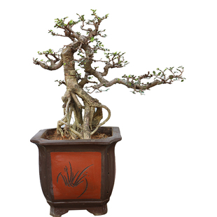 禅意小叶矮霸香枫微型盆景盆栽实物老桩日本进口原生枫树绿植精品