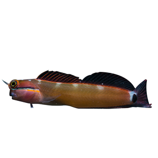 红海骑士红线纹吊波纹吊耳一字虎吊观赏鱼活体生物海水鱼缸静风鱼