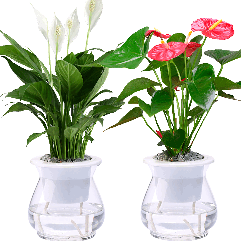 水培红掌盆栽白掌植物室内花卉四季开花不断一帆风顺鸿运当头绿植