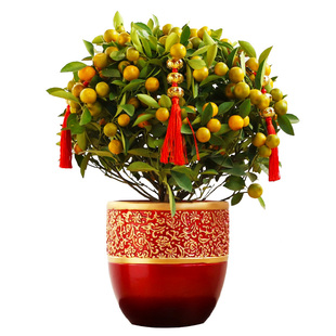 【年宵花】金桔树盆栽带果室内客厅年桔盆景过年招财植物金橘树 券
