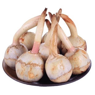 云南新鲜白新鲜蔬菜白马蹄鲜3斤