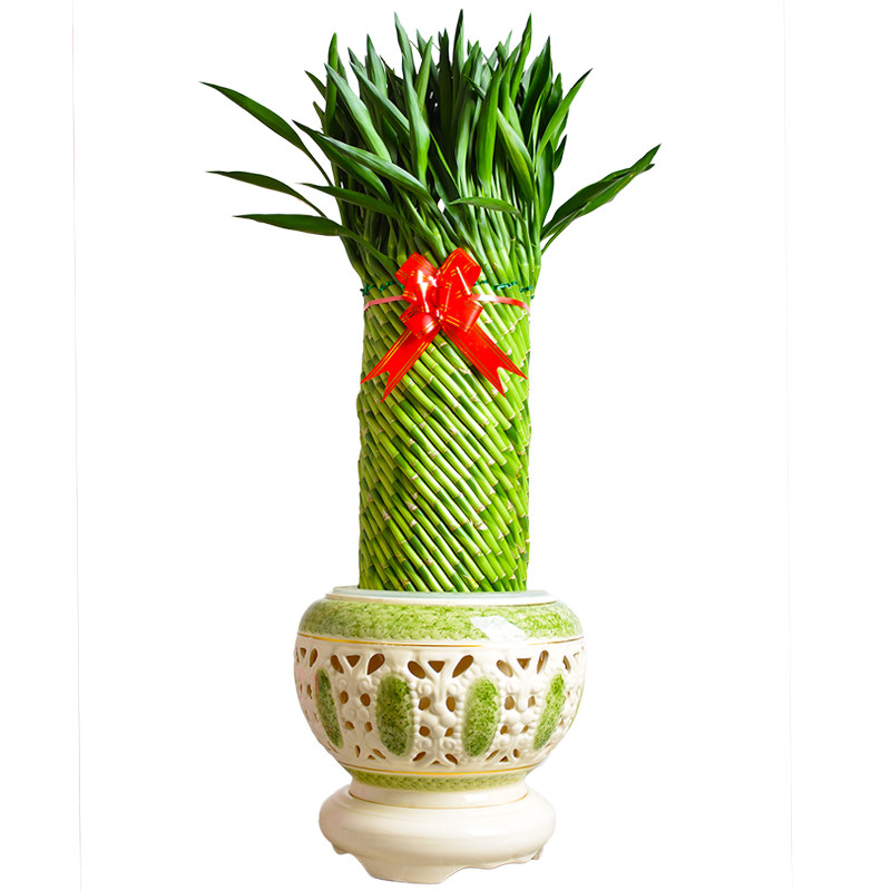 节节高盆栽富贵竹植物花卉盆栽大型绿植客厅水养开运竹子招财植物