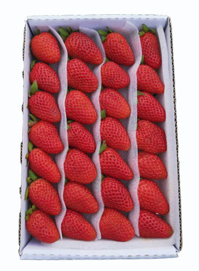 现货四季商用草莓4盒装新鲜水果同城包邮蛋糕烘焙奶茶双流冬草莓