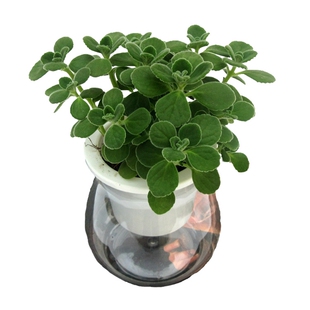 碰碰香盆栽办公室内桌面阳台一抹香水培香草植物驱蚊小绿植苗薄荷