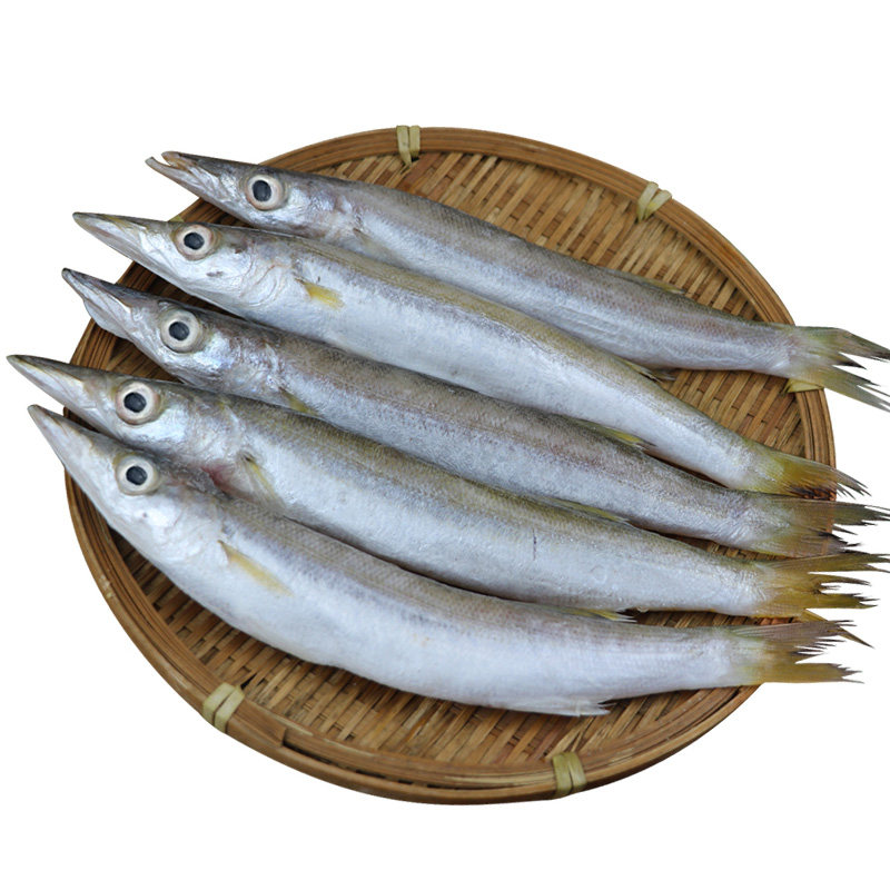 新鲜海鲜 梭子鱼新鲜鲜活支鱼鲻鱼鲜活野生连云港水产鱼