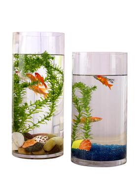 孔雀鱼鱼缸专用客厅小养热带鱼观赏鱼金鱼活鱼鱼苗办公桌玻璃摆件