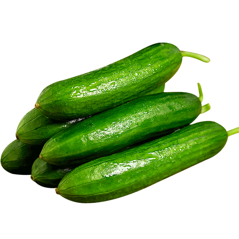 水果小黄瓜新鲜6斤当季山东小青瓜生吃农家蔬菜助白玉女瓜10批发5