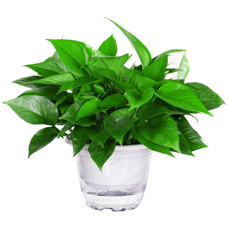绿萝盆栽室内吸甲醛桌面发财树绿植物水培吊兰禄萝客厅水养大绿箩