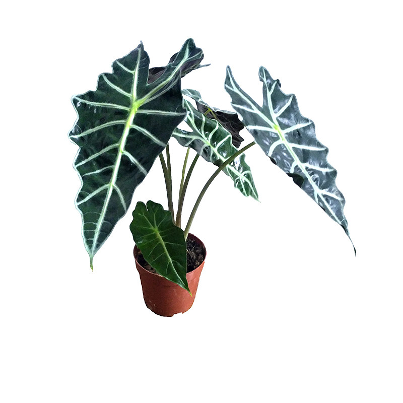 欧美风非洲面具大仙女海芋alocasiapoolly黑叶进口网红ins风植物