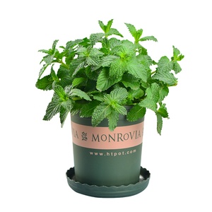 食用盆栽驱蚊草驱蚊阳台绿植留兰香