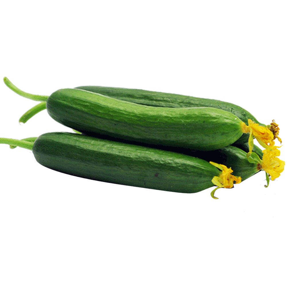 寿光蔬菜水果黄瓜生吃脆新鲜5斤青瓜荷兰当季无刺现摘现发包邮 - 鲜馥