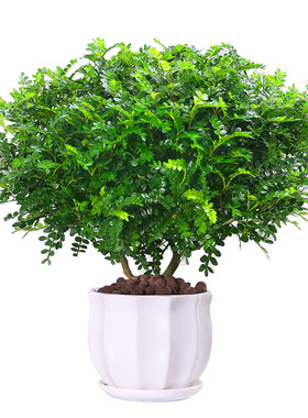 清香木驱蚊植物