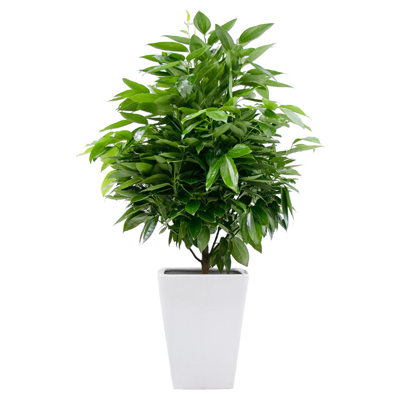 平安树盆栽大客厅家庭绿植室内四季家里植物盆景好养苏州同城配送