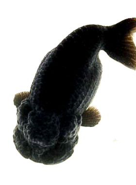 精品纯种兰寿金鱼小尾玉兔观赏鱼