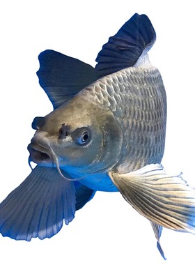 熊猫鲤球型蝴蝶龙凤古包邮锦鲤鱼