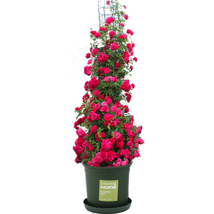 木香花苗爬藤植物红木香四季庭院耐寒白黄木香盆栽浓香型好养易活