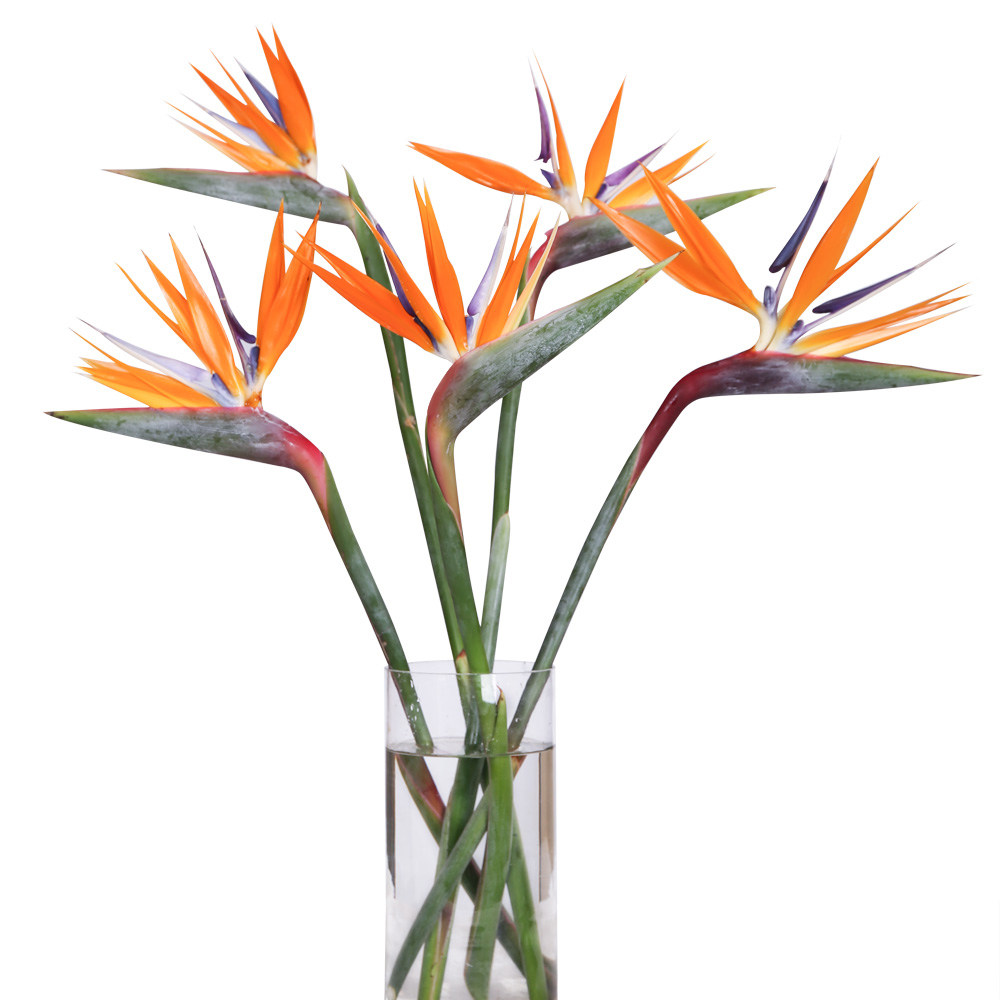 鲜花云南直发天堂鸟鹤望兰极乐鸟鲜切花水养插花商务办公批发速递