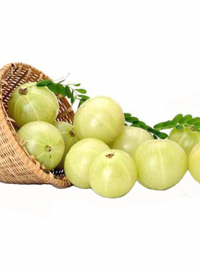 现摘新鲜青油甘果牛甘果余甘果油柑果滇橄榄果油甘子 现货2份包邮