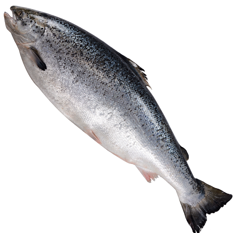 三文鱼 整条法罗群岛进口 新鲜三文鱼刺身11斤冰鲜即食大西洋鲑鱼