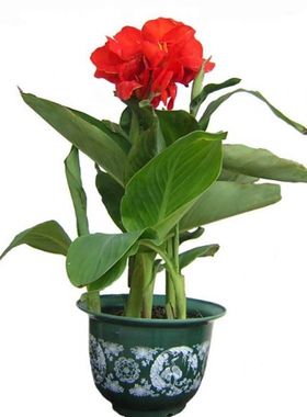 进口大花美人蕉室外盆栽植物根种球