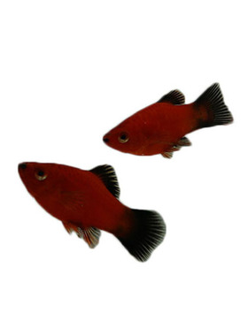 黑尾月光鱼牡丹热带观赏鱼可红剑鱼