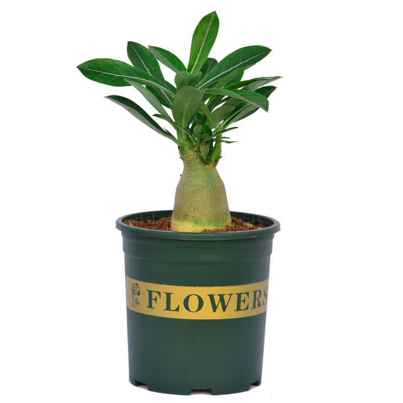 沙漠玫瑰盆栽含盆配土花卉绿植多肉老桩盆景萝卜头胖根耐高温干旱