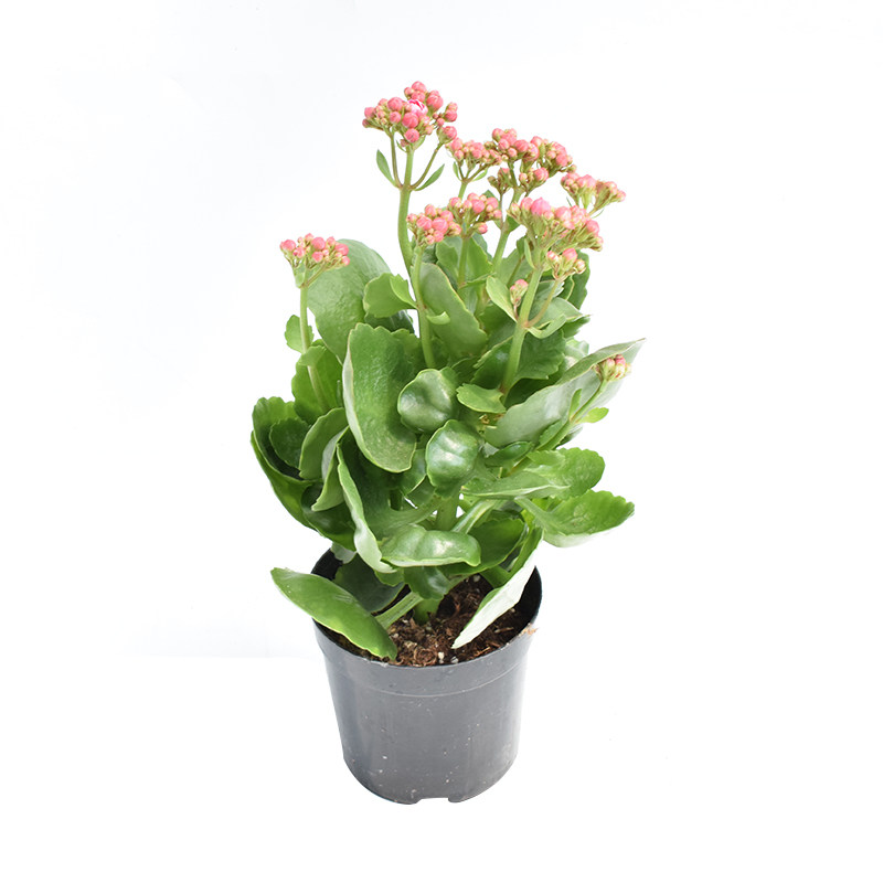 稀有重瓣长寿花盆栽花卉室内多年生植物四季开花办公室客厅好养