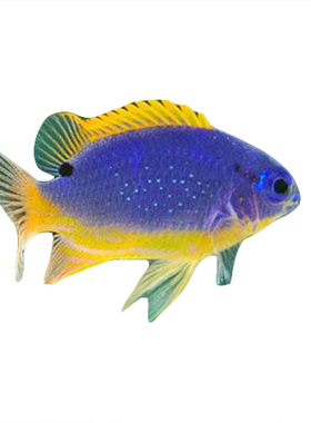 斐济魔 黄尾黄肚蓝魔活体海水鱼 人工饲养开口颗粒兴国 快递包活