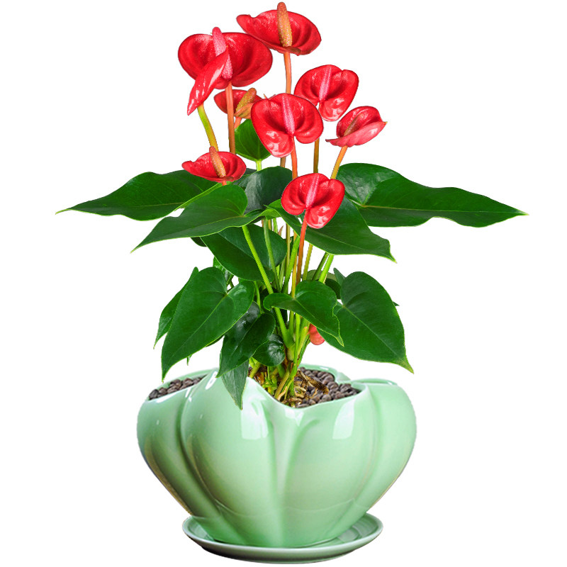 骄阳大红掌花卉盆栽土培水养鸿运当头植物室内花客厅好养绿植盆景