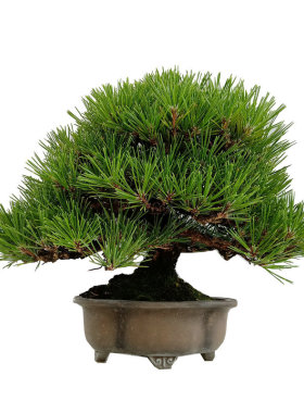 矮霸三河黑松小代赤松盆景精品盆栽小品室内四季长青植物