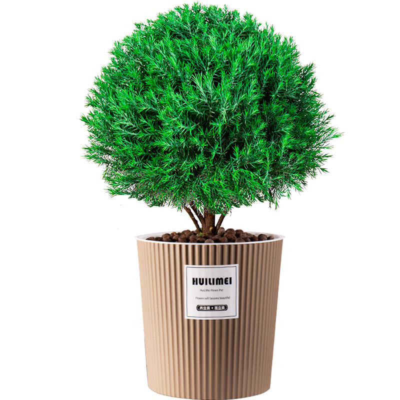 雾松盆栽客厅植物小绿植室内好养易活花卉盆景办公室四季水培球形