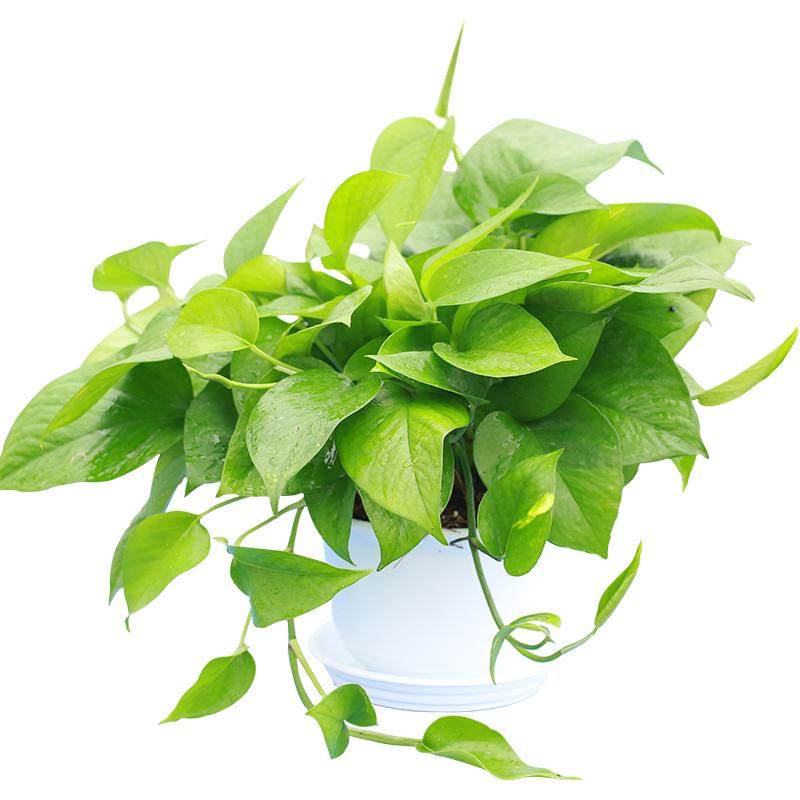 绿萝盆栽植物室内吸除甲醛净化空气好养活绿箩办公室去味水培绿植