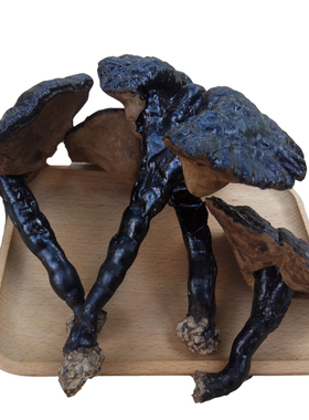 黑灵芝云南深山整枝黑林芝天然正品黑芝半野生灵芝500g赤灵芝切片