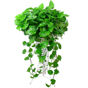 大叶盆栽室内长藤垂吊大盆水培花卉