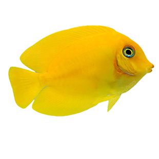 黄吊 海水鱼缸活体黄倒吊食屎吊蓝吊黄一字吊吃藻观赏鱼快递包活 券