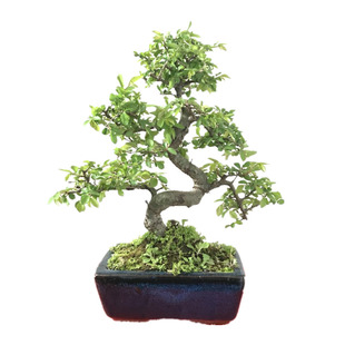 小叶榆树盆景