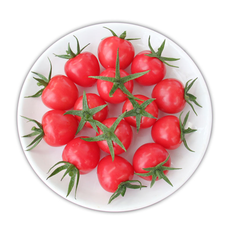 进口粉玉女小番茄种子樱桃小西红柿圣女果种籽番茄苗四季蔬菜包邮