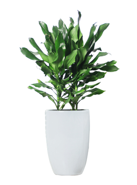 螺纹铁铁树绿色观叶植物吸除甲醛