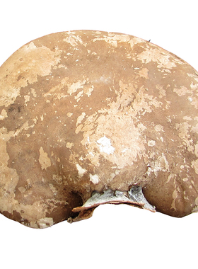 野生白灵芝 玉芝 长白山东北灵芝 白边层孔菌 250克 可切片打粉