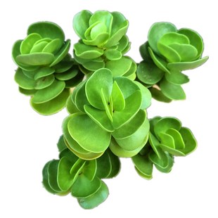 满额贝壳白姬之舞锦四季可养室内防辐射多肉植物 原价26.8元 现价24.