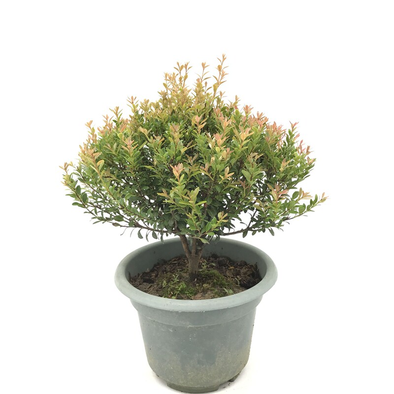 小叶赤楠盆景耐寒耐热植物四季常青红杨黄杨金丝楠木阳台室外好养