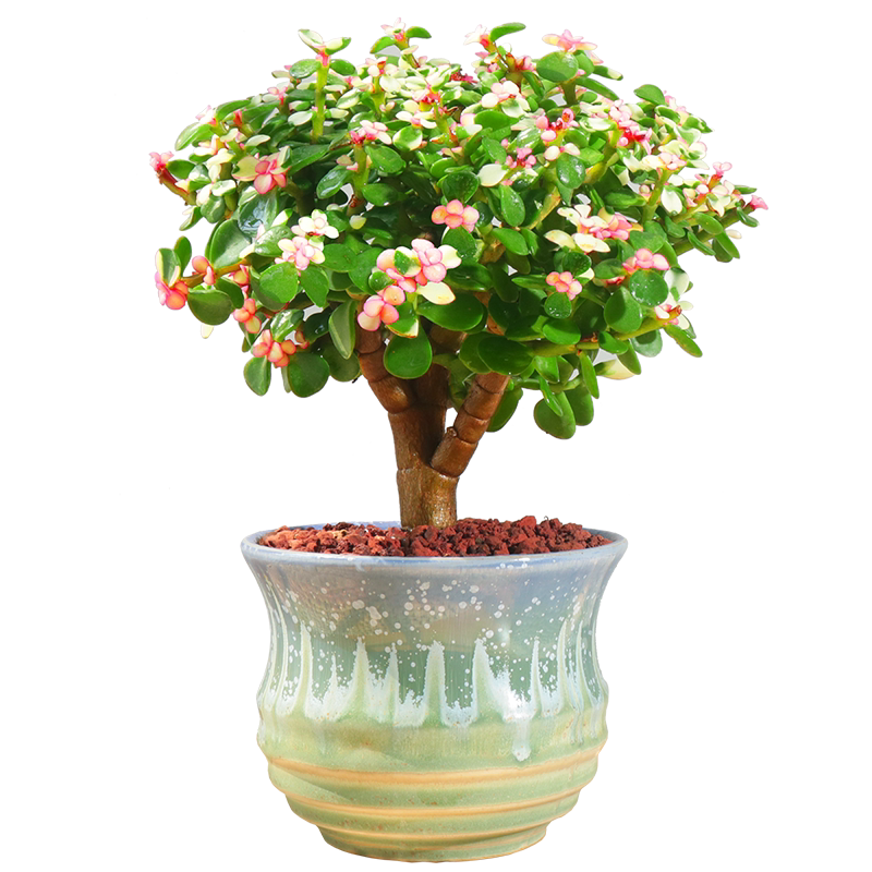 金枝玉叶盆栽造型老桩罕见多肉植物稀有品种大株肉肉花卉新款盆景