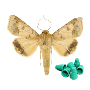 中捷四方烟青虫烟草甲诱捕器