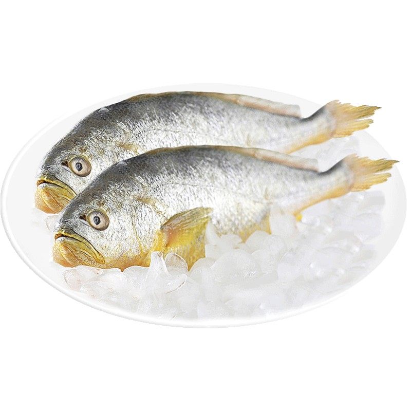 精品购 美食 陆龙鲜东海大黄鱼冷冻冰鲜 舟山海鲜冻