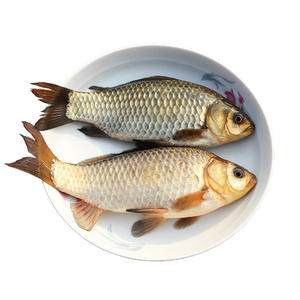 苏北活河 野生鲜活新鲜 昂刺鱼 鲫鱼 草鱼 黑鱼 泥鳅 黄鳝 生态鱼