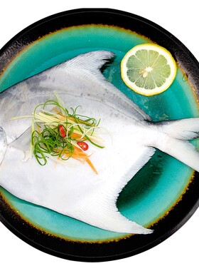 舟山船冻大长鳞婆子东海大灰鲳鱼